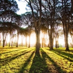 Очная терапевтическая группа «Я среди других»